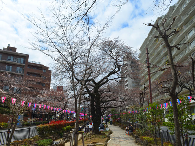 桜の季節到来！文京区播磨坂さくらまつりに行ってきました