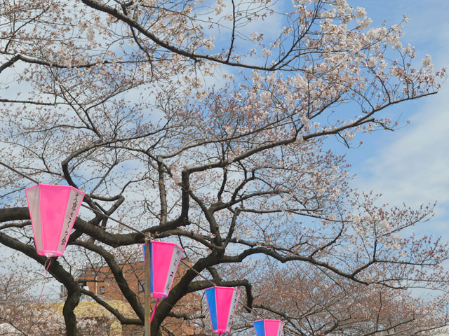 桜の季節到来！文京区播磨坂さくらまつりに行ってきました