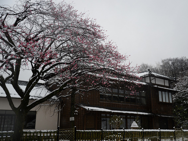 新江戸川公園の雪景色