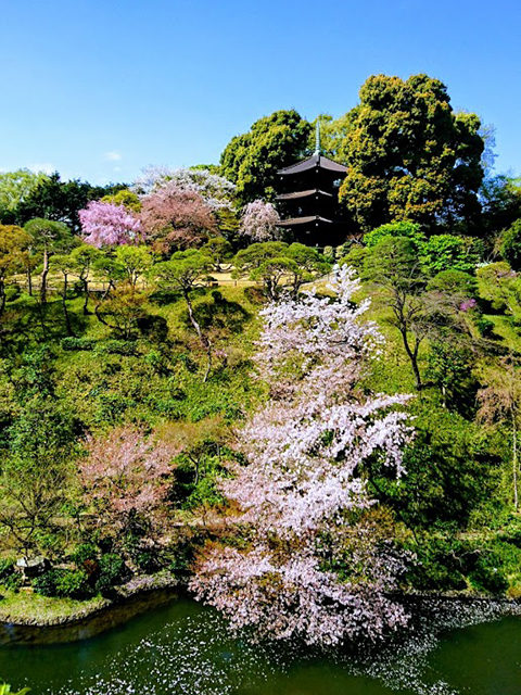 椿山荘、三重塔と桜