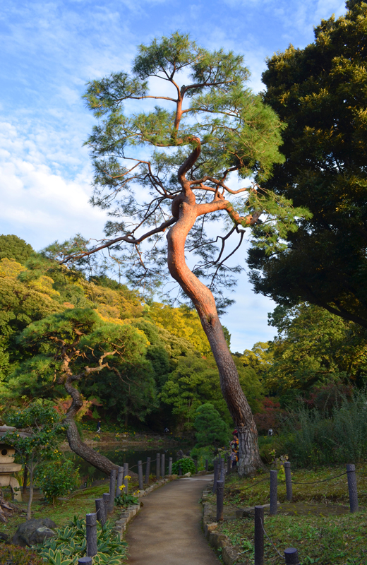肥後細川庭園の松の木