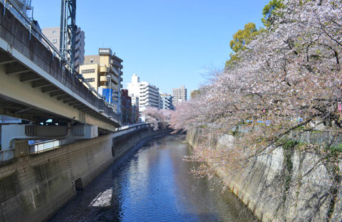 江戸川公園、神田川に咲く桜
