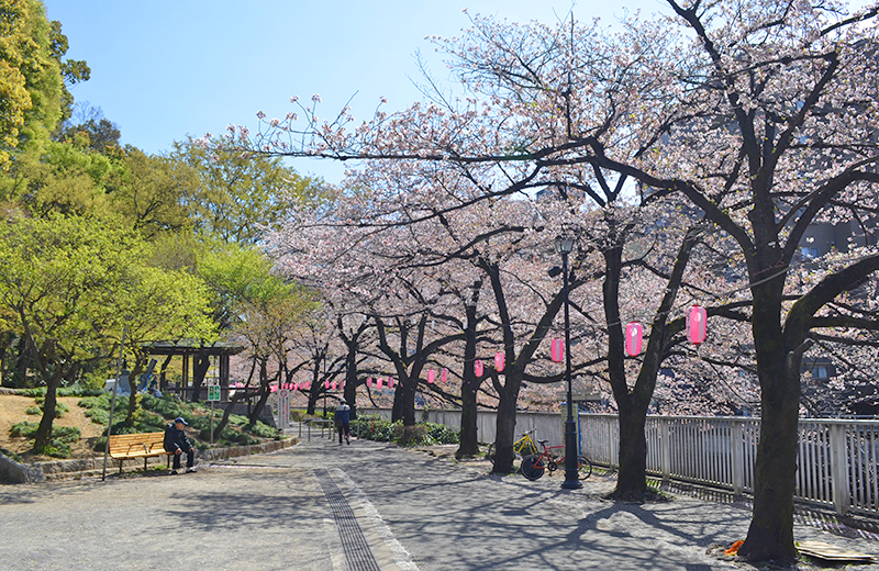 江戸川公園、広場の桜