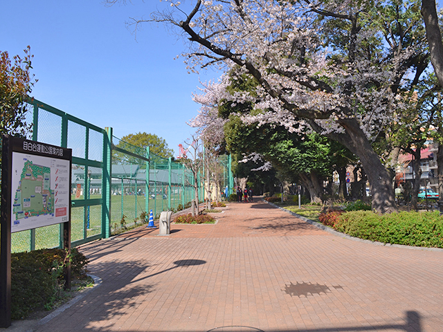 桜の木、花見。目白台運動公園