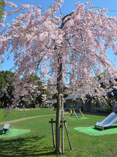 花見、桜の木、目白台運動公園