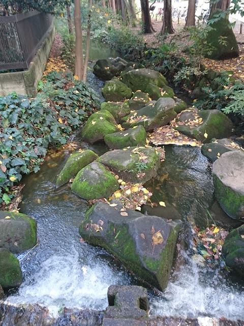 神田川の源流を訪ねて、井の頭公園へ