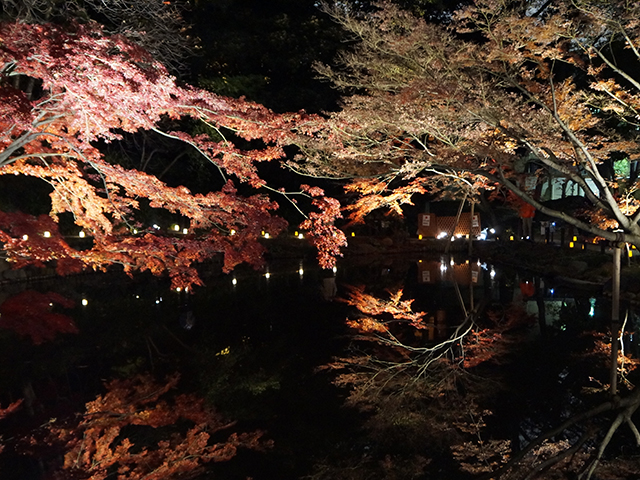 秋の紅葉ライトアップ‐ひごあかり‐肥後細川庭園に行ってきました