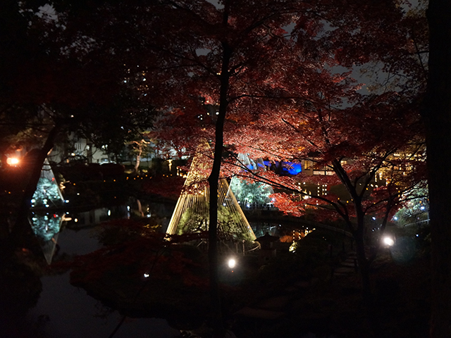 秋の紅葉ライトアップ‐ひごあかり‐肥後細川庭園に行ってきました